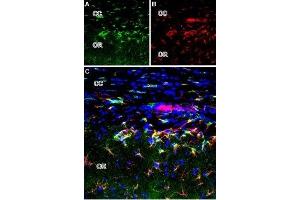 Expression of mGluR2 in rat brain - Immunohistochemical staining of perfusion-fixed brain frozen sections using Anti-mGluR2 (extracellular) Antibody (ABIN7043247, ABIN7044340 and ABIN7044341). (GRM2 抗体  (Extracellular, N-Term))