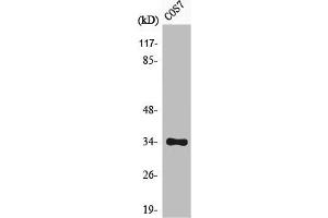 Western Blot analysis of COS7 cells using Phospho-Cdk1/2/3 (T14) Polyclonal Antibody (CDK1 抗体  (pThr14))