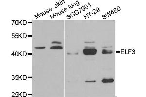 Western blot analysis of extracts of various cell lines, using ELF3 antibody.