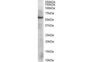 ABIN184885 staining (1µg/ml) of HepG2 lysate (RIPA buffer, 35µg total protein per lane). (PDIA3 抗体  (C-Term))