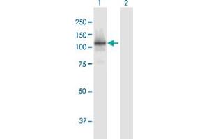 Western Blot analysis of RBL1 expression in transfected 293T cell line by RBL1 MaxPab polyclonal antibody. (p107 抗体  (AA 1-1014))