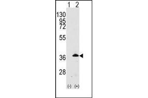 Western blot: Apolipoprotein E antibody staining of 293 cell lysates (2 µg/lane) either nontransfected (Lane 1) or transiently transfected with the APOE gene (Lane 2). (APOE 抗体  (C-Term))