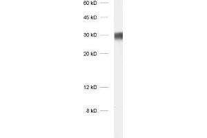 dilution: 1 : 1000, sample: protein G fraction of human serum (兔 anti-人 IgG lambda (Light Chain) Antibody)