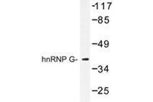 Western blot analysis of hnRNP G antibody in extracts from HeLa cells. (RBMX 抗体)