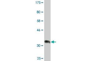 Western Blot detection against Immunogen (36. (RBBP9 抗体  (AA 87-185))