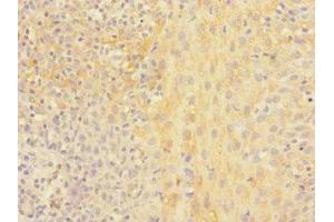 Immunohistochemistry of paraffin-embedded human tonsil tissue using ABIN7161344 at dilution of 1:100 (CHRNA2 抗体  (AA 27-264))