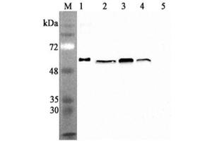 Western blot analysis using anti-Calreticulin (human), mAb (CR213-2AG)  at 1:2'000 dilution. (Calreticulin 抗体)