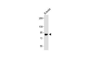 Anti-WDR48_HUN at 1:1000 dilution + Rat testis lysate Lysates/proteins at 20 μg per lane. (WDR48 抗体  (C-Term))