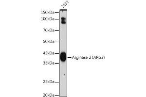 Western blot analysis of extracts of 293T cells, using Arginase 2 (Arginase 2 ) antibody (ABIN7265661) at 1:1000 dilution. (ARG2 抗体  (Arg2))