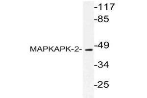 Western blot (WB) analysis of MAPKAPK-2 antibody in extracts from HUVEC cells. (MAPKAP Kinase 2 抗体)