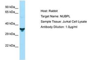 Image no. 1 for anti-Nucleotide Binding Protein-Like (NUBPL) (N-Term) antibody (ABIN6749898) (NUBPL 抗体  (N-Term))