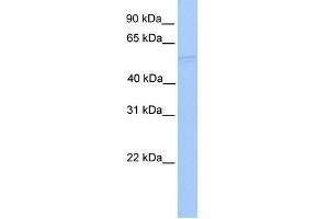WB Suggested Anti-RUVBL1 Antibody Titration:  0. (RUVBL1 抗体  (N-Term))