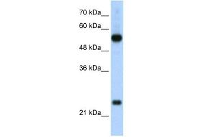 RPL13 antibody used at 2.