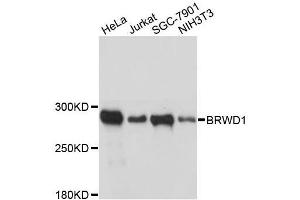 Western blot analysis of extracts of various cell lines, using BRWD1 antibody. (BRWD1 抗体  (AA 1-120))