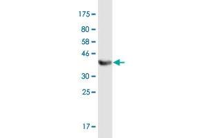 Western Blot detection against Immunogen (36. (TRAF3IP3 抗体  (AA 231-330))