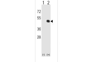 Western Blotting (WB) image for anti-HLA Class I Histocompatibility Antigen, alpha Chain E (HLA-E) (AA 108-135) antibody (ABIN652456)