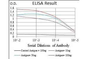 Black line: Control Antigen (100 ng), Purple line: Antigen(10 ng), Blue line: Antigen (50 ng), Red line: Antigen (100 ng), (SLC27A2 抗体  (AA 346-405))