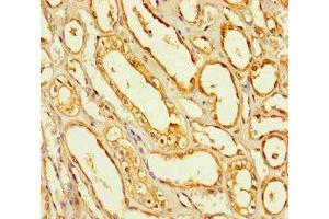 Immunohistochemistry of paraffin-embedded human kidney tissue using ABIN7168655 at dilution of 1:100 (SEC14L4 抗体  (AA 201-360))