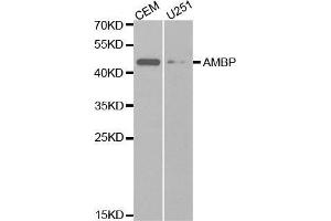 Western blot analysis of extracts of various cell lines, using AMBP antibody. (AMBP 抗体  (AA 20-352))