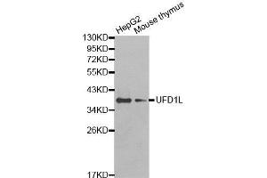 Western Blotting (WB) image for anti-Ubiquitin Fusion Degradation Protein 1 Homolog (UFD1L) (AA 1-307) antibody (ABIN1683208) (UFD1L 抗体  (AA 1-307))