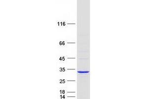Western Blotting (WB) image for Electron-Transfer-Flavoprotein, beta Polypeptide (ETFB) (Transcript Variant 1) protein (Myc-DYKDDDDK Tag) (ABIN2720572)