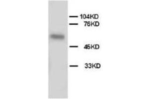 Western blot analysis of Hela cell tissue lysis using ALPL antibody (ALPL 抗体  (N-Term))