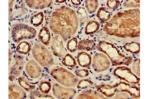 Immunohistochemistry of paraffin-embedded human kidney tissue using ABIN7163349 at dilution of 1:100 (GPX4 抗体  (AA 74-197))
