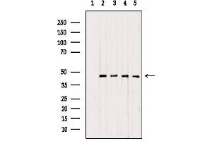 Western blot analysis of extracts from various samples, using UQCRC1 antibody. (UQCRC1 抗体  (C-Term))