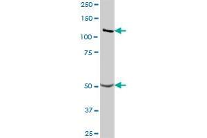 GART MaxPab polyclonal antibody. (GART 抗体  (AA 1-433))