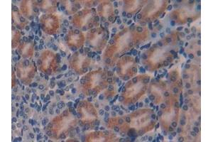 Detection of GAL in Mouse Kidney Tissue using Polyclonal Antibody to Galanin (GAL) (Galanin 抗体  (AA 36-123))