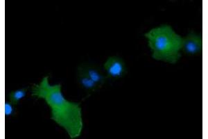 Image no. 1 for anti-Mitogen-Activated Protein Kinase Kinase 1 (MAP2K1) antibody (ABIN1499388) (MEK1 抗体)