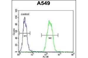 SNX24 Antibody (N-term) (ABIN655522 and ABIN2845036) flow cytometric analysis of A549 cells (right histogram) compared to a negative control cell (left histogram). (SNX24 抗体  (N-Term))