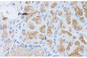 Immunohistochemistry of paraffin-embedded Mouse pancreas using PLA2G1B Polyclonal Antibody at dilution of 1:100 (40x lens). (PLA2G1B 抗体)