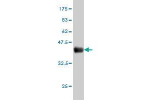 Western Blot detection against Immunogen (36. (AHCYL1 抗体  (AA 1-101))