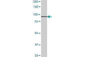 HOOK1 monoclonal antibody (M02), clone 1D11. (HOOK1 抗体  (AA 632-728))