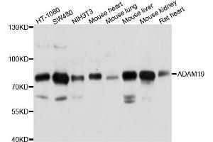 Western blot analysis of extract of various cells, using ADAM19 antibody. (ADAM19 抗体)
