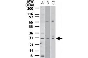 Western blot analysis of NRM in A) human HeLa, B) mouse NIH/3T3, and C) human PC3 cell lysates. (Nurim 抗体  (AA 200-250))