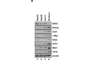 Western Blotting (WB) image for anti-Kruppel-Like Factor 4 (Gut) (KLF4) (C-Term) antibody (ABIN2855075)