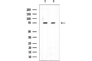 Western blot analysis of lysates from various samples, using LAG3/CD223 Mouse Monoclonal Antibody at 1/1000 dilution.