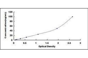 Deoxyribonuclease I (DNASE1) ELISA Kit