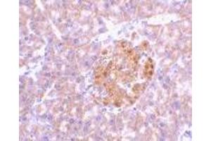 Immunohistochemistry of IL-23 in mouse pancreas tissue with IL-23 antibody at 2 μg/ml. (IL23A 抗体  (N-Term))