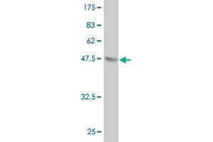 Western Blot detection against Immunogen (37. (IRX6 抗体  (AA 337-446))