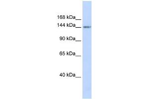 WB Suggested Anti-RBL1 Antibody Titration:  0. (p107 抗体  (Middle Region))