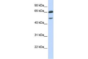 WB Suggested Anti-GABRG2 Antibody Titration:  0. (GABRG2 抗体  (N-Term))