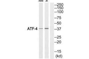 Western blot analysis of extracts from A549 cells and Jurkat cells, using ATF-4 (Ab-219) antibody. (ATF4 抗体  (C-Term))