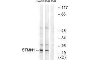 Western blot analysis of extracts from HepG2/A549 cells, treated with PMA 1ng/ml 15', using Stathmin 1 (Ab-37) Antibody. (Stathmin 1 抗体  (AA 21-70))
