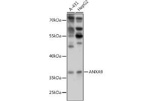 Western blot analysis of extracts of various cell lines, using  antibody (ABIN7265625) at 1:1000 dilution. (Annexin A9 抗体  (AA 1-100))