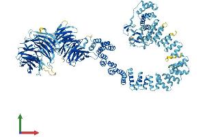 AlphaFold protein structure predicition of Human Recombinant WDR19 Protein, UniprotID Q8NEZ3