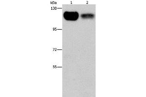 Western Blot analysis of 293T and NIH/3T3 cell using PRKD1 Polyclonal Antibody at dilution of 1:550 (PKC mu 抗体)