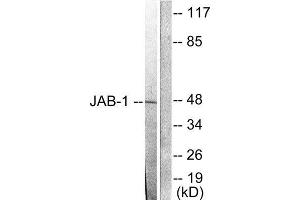 Western Blotting (WB) image for anti-COP9 Constitutive Photomorphogenic Homolog Subunit 5 (Arabidopsis) (COPS5) (Internal Region) antibody (ABIN1848622) (COPS5 抗体  (Internal Region))
